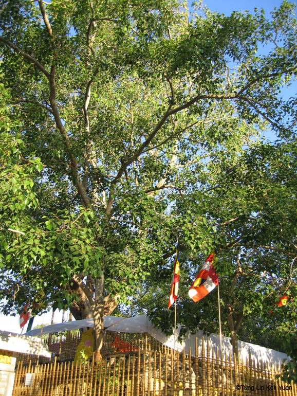 聖菩提樹(Sri Maha Bodhi Tree）被尊為國寶，全天候24小時由軍方守護安全，並且只有僧.jpg