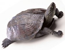 素食護生：一隻在沸水中垂死求救的龜
