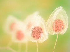 業力、因緣、果報 (紫虛居士)